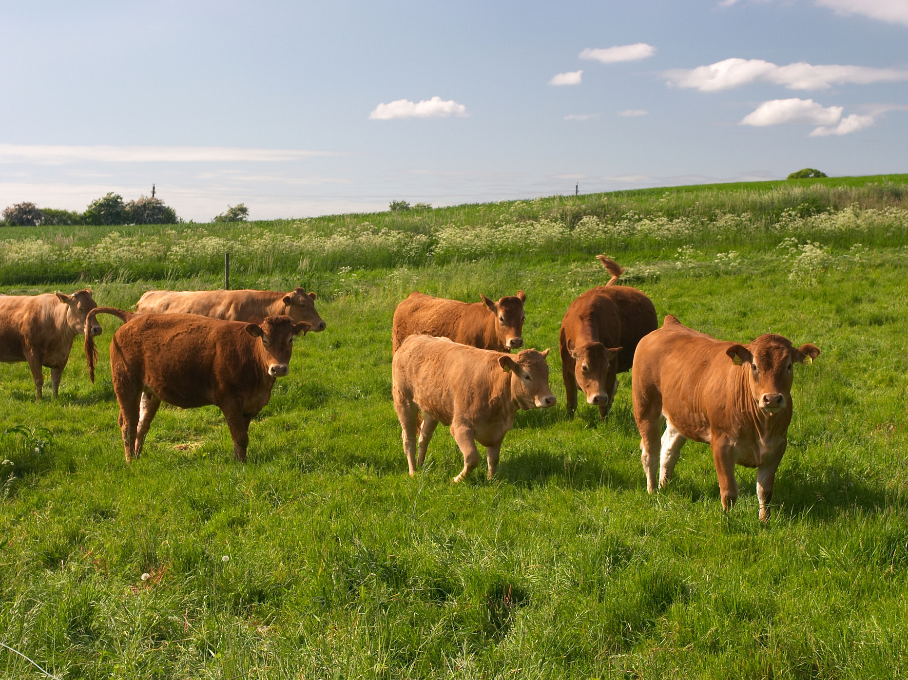 Livestock farm in Denmark
