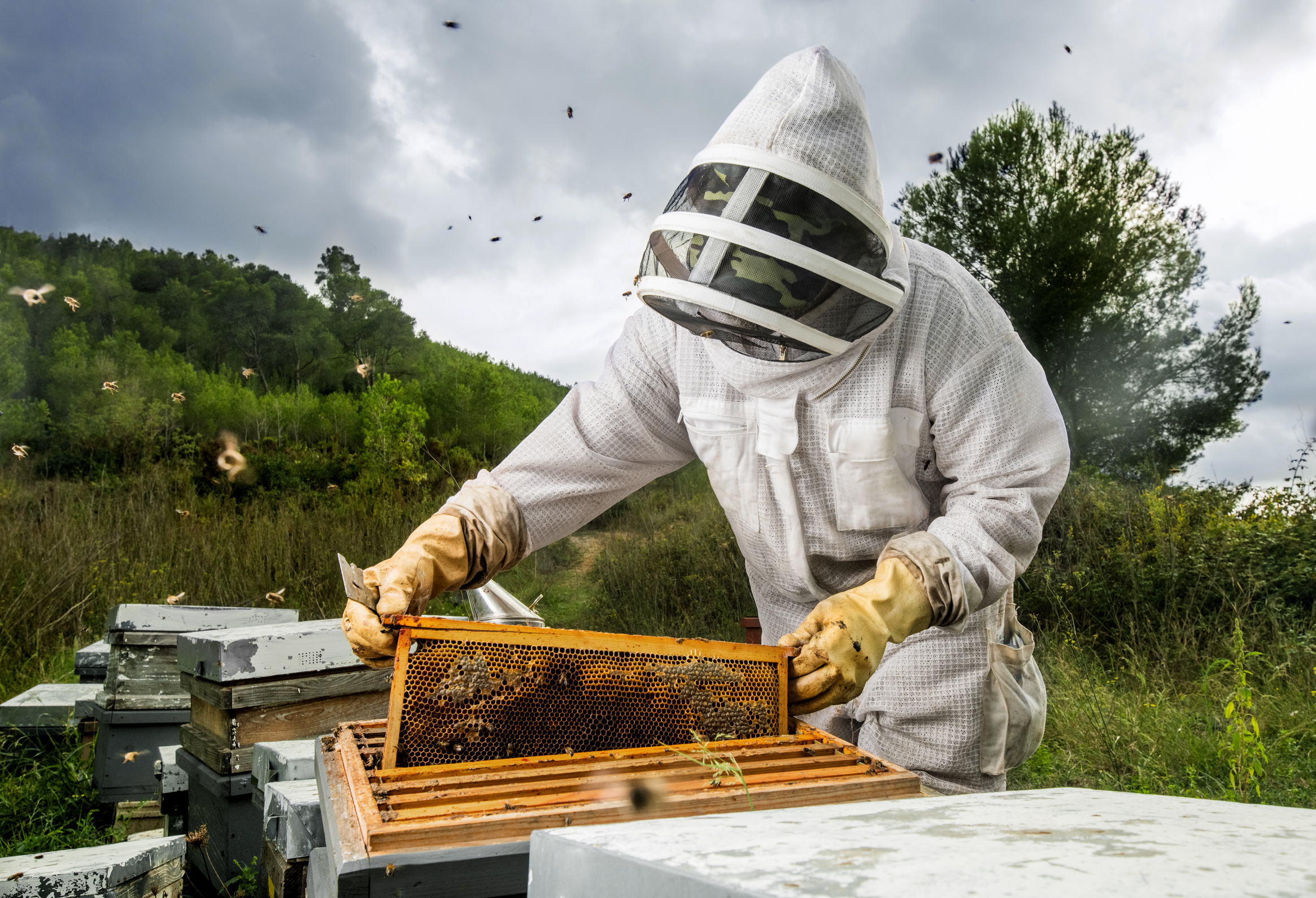 Beekeeper removes hive panel